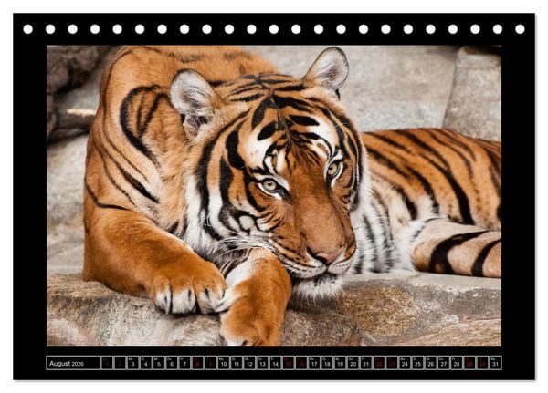 Produktbild: Tiger, L&ouml;we und Co. (Tischkalender 2026 DIN A5 quer), CALVENDO Monatskalender