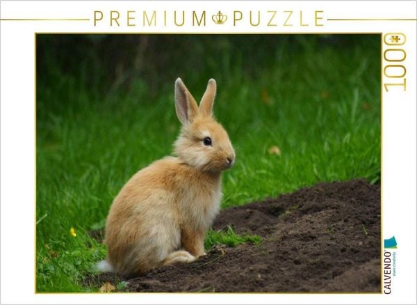 Produktbild: CALVENDO Puzzle Liebenswertes Zwergkaninchen | 1000 Teile Lege-Gr&ouml;&szlig;e 64x48cm Foto-Puzzle f&uuml;r gl&uuml;ckliche Stunden