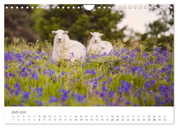 Produktbild: Schafe - Weich und wollig (Wandkalender 2026 DIN A4 quer), CALVENDO Monatskalender