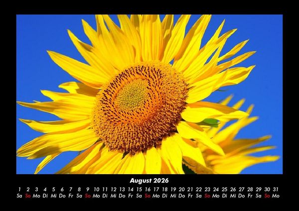 Produktbild: Blumentr&auml;ume 2026 Fotokalender DIN A3
