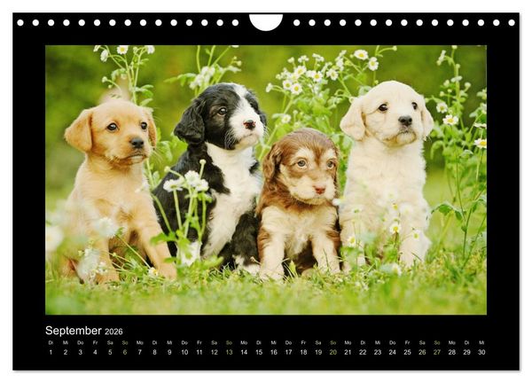 Produktbild: Allerlei Hundekinder (Wandkalender 2026 DIN A4 quer), CALVENDO Monatskalender