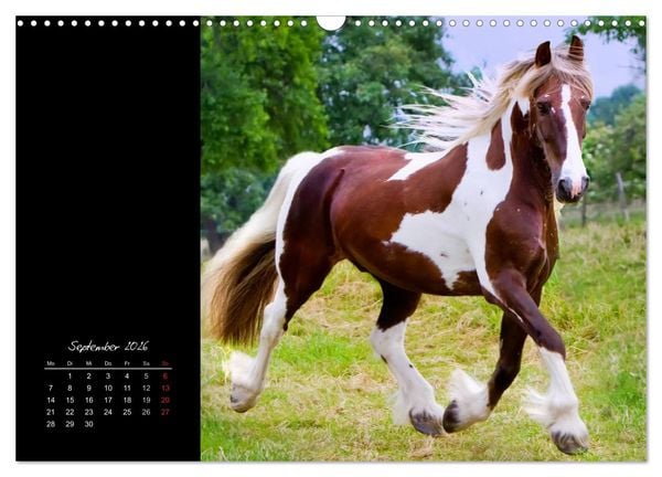 Produktbild: Irish Tinker (Wandkalender 2026 DIN A3 quer), CALVENDO Monatskalender