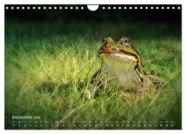 Produktbild: Fr&ouml;sche zum Verlieben (Wandkalender 2026 DIN A4 quer), CALVENDO Monatskalender