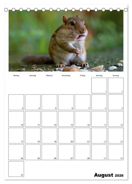 Produktbild: Streifenh&ouml;rnchen - neugierige Nager (Tischkalender 2026 DIN A5 hoch), CALVENDO Monatskalender