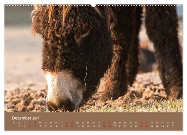 Produktbild: Baudet de Poitou - Seltene franz&ouml;sische Langohren (hochwertiger Premium Wandkalender 2027 DIN A2 quer), Kunstdruck in Hochglanz