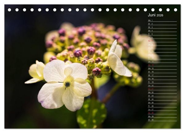 Produktbild: Die Hortensie und ihre vielen Gesichter (Tischkalender 2026 DIN A5 quer), CALVENDO Monatskalender