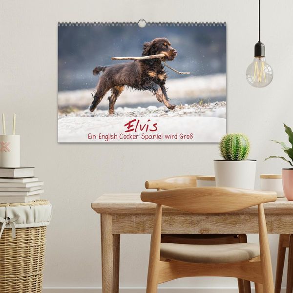 Produktbild: Elvis ein Engl. Cocker Spaniel wird Gro&szlig; (Wandkalender 2026 DIN A3 quer), CALVENDO Monatskalender