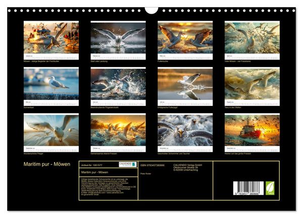 Produktbild: Maritim pur - M&ouml;wen (Wandkalender 2026 DIN A3 quer), CALVENDO Monatskalender