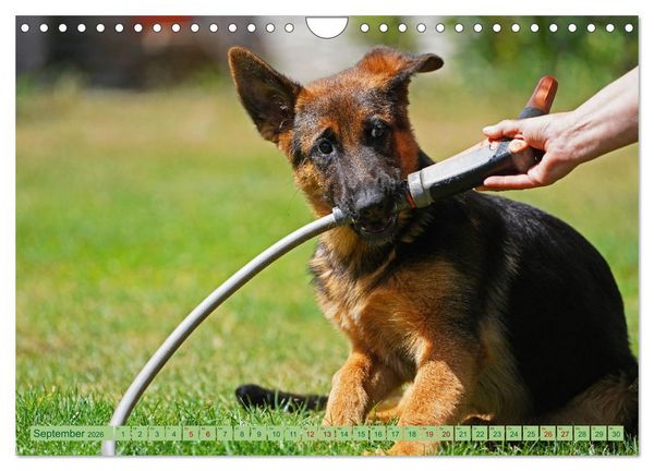 Produktbild: Faszination Sch&auml;ferhundwelpe (Wandkalender 2026 DIN A4 quer), CALVENDO Monatskalender