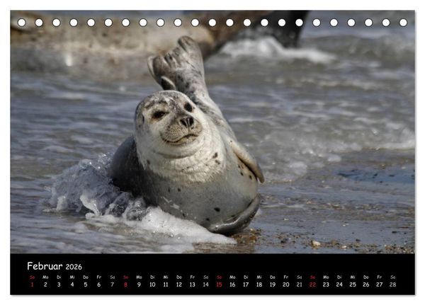 Produktbild: Kegelrobben und Seehunde (Tischkalender 2026 DIN A5 quer), CALVENDO Monatskalender