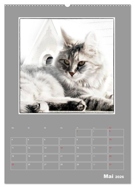 Produktbild: Katzen Blues / Planer (Wandkalender 2026 DIN A2 hoch), CALVENDO Monatskalender