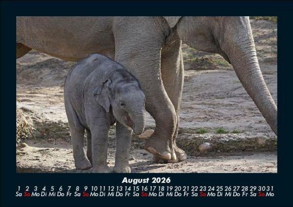 Produktbild: Der Elefantenkalender 2026 Fotokalender DIN A5