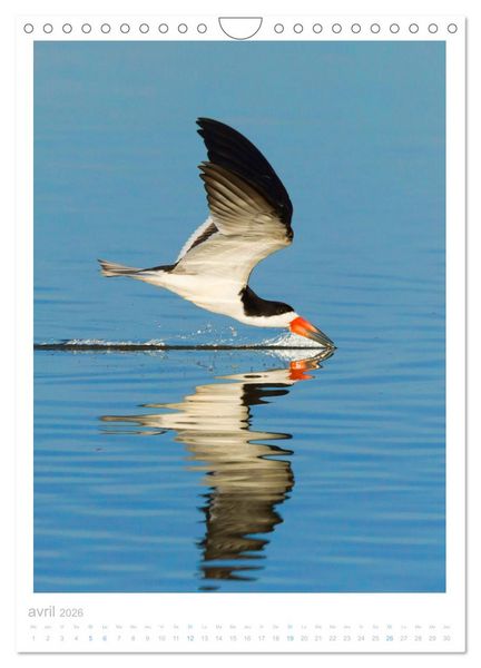 Produktbild: Le Pantanal (Calendrier mural 2026 DIN A4 horizontal), CALVENDO calendrier mensuel