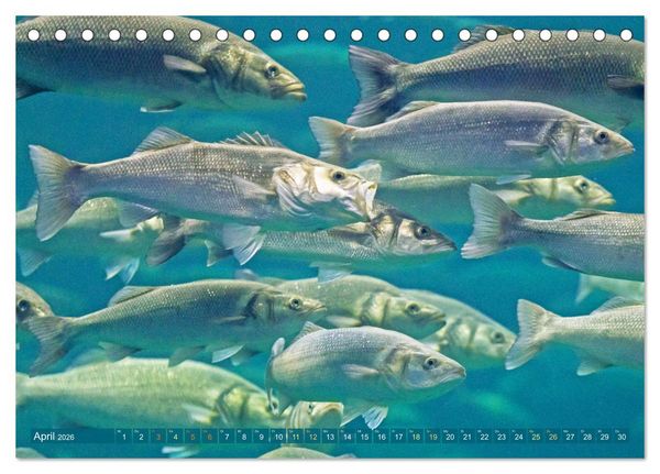 Produktbild: Fische in Teichen und Fl&uuml;ssen (Tischkalender 2026 DIN A5 quer), CALVENDO Monatskalender