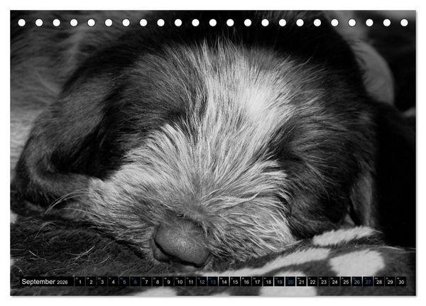 Produktbild: Carissimo Spinone Italiano (Tischkalender 2026 DIN A5 quer), CALVENDO Monatskalender