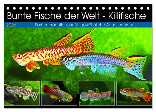 Produktbild: Bunte Fische der Welt - Killifische (Tischkalender 2026 DIN A5 quer), CALVENDO Monatskalender