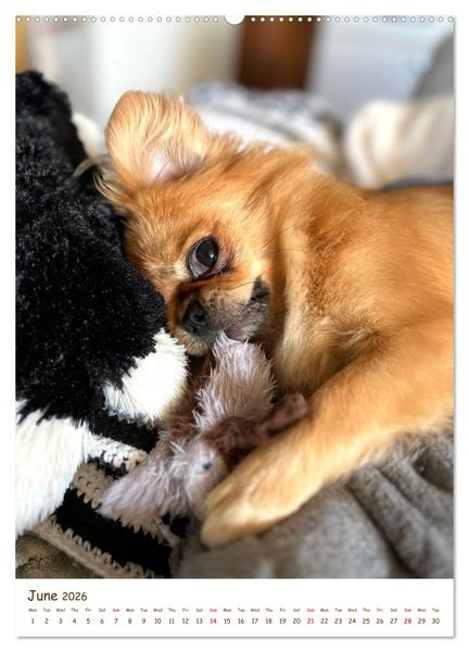 Produktbild: Sassy, fluffy, fabulous &ndash; A year of Pekingese charm (Wall Calendar 2026 DIN A2 portrait), CALVENDO 12 Month Wall Calendar
