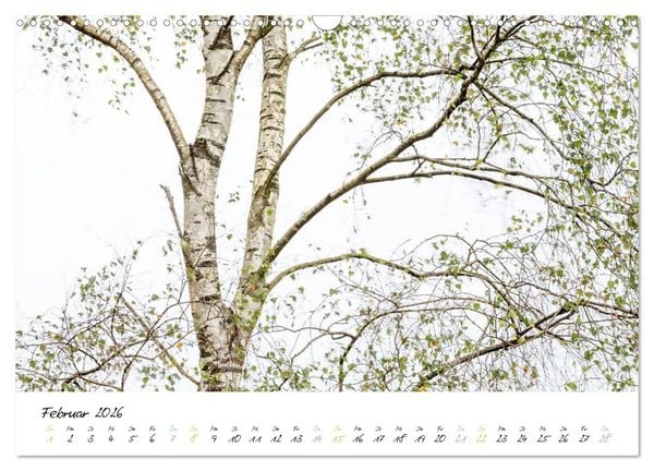 Produktbild: In der Welt der B&auml;ume (Wandkalender 2026 DIN A3 quer), CALVENDO Monatskalender