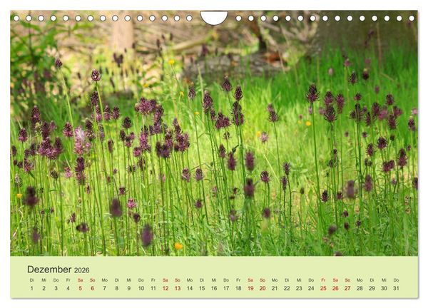 Produktbild: Wilde Blumen - ein Spaziergang durch die Natur (Wandkalender 2026 DIN A4 quer), CALVENDO Monatskalender