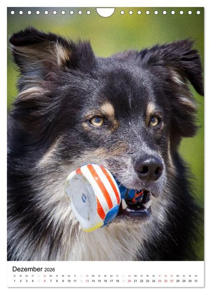 Produktbild: Australian Shepherd &ndash; Mit dem Aussie unterwegs (Wandkalender 2026 DIN A4 hoch), CALVENDO Monatskalender