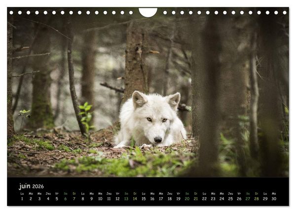 Produktbild: J'ai vu le loup (Calendrier mural 2026 DIN A4 vertical), CALVENDO calendrier mensuel