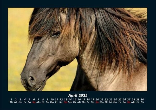 Produktbild: Pferdetraum 2025 Fotokalender DIN A4