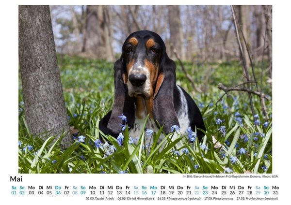 Produktbild: Basset Hound