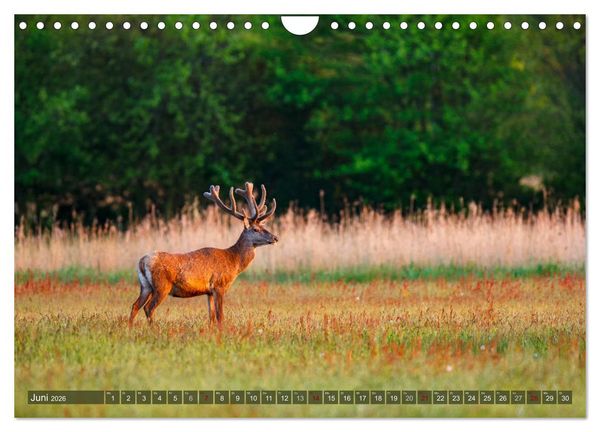 Produktbild: Wilder Dar&szlig; - Fuchs, Hirsch und Co. 2026 (Wandkalender 2026 DIN A4 quer), CALVENDO Monatskalender