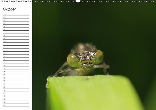 Produktbild: Libellen Geburtstagskalender (Wandkalender immerw&auml;hrend DIN A2 quer)