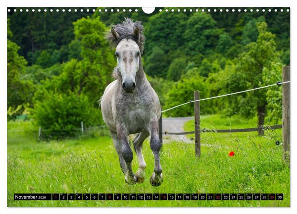 Produktbild: Traumpferd Lipizzaner (Wandkalender 2026 DIN A3 quer), CALVENDO Monatskalender