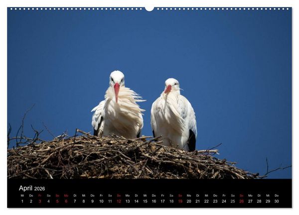 Produktbild: Ein Jahr bei den St&ouml;rchen (Wandkalender 2026 DIN A2 quer), CALVENDO Monatskalender