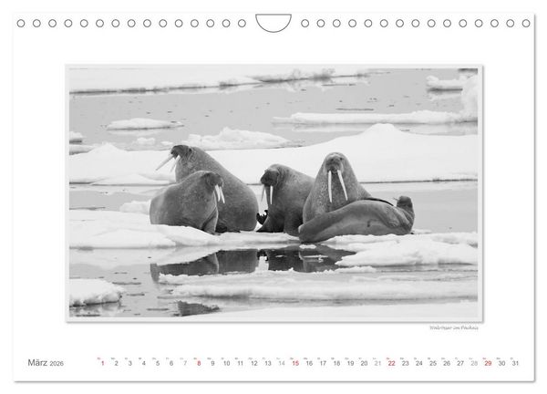 Produktbild: Spitzbergen Svalbard (Wandkalender 2026 DIN A4 quer), CALVENDO Monatskalender
