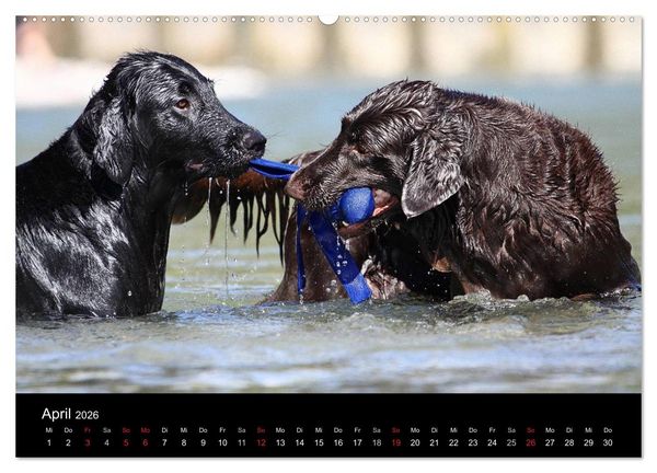 Produktbild: Flatcoated Retriever (Wandkalender 2026 DIN A2 quer), CALVENDO Monatskalender