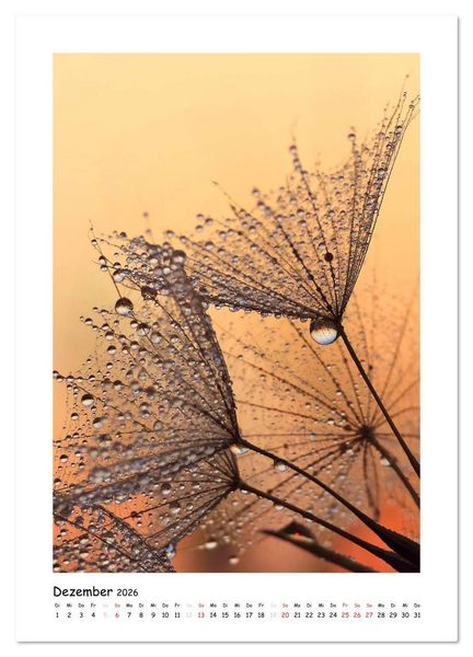 Produktbild: Die Pusteblume neu erleben (Wandkalender 2026 DIN A3 hoch), CALVENDO Monatskalender