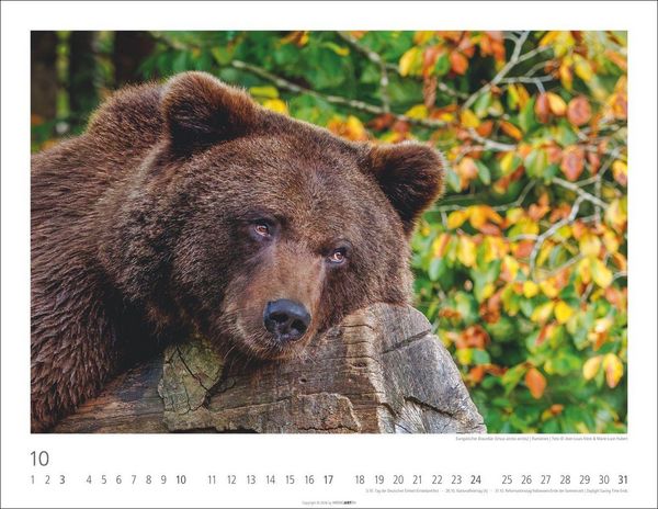Produktbild: B&auml;ren Kalender 2027