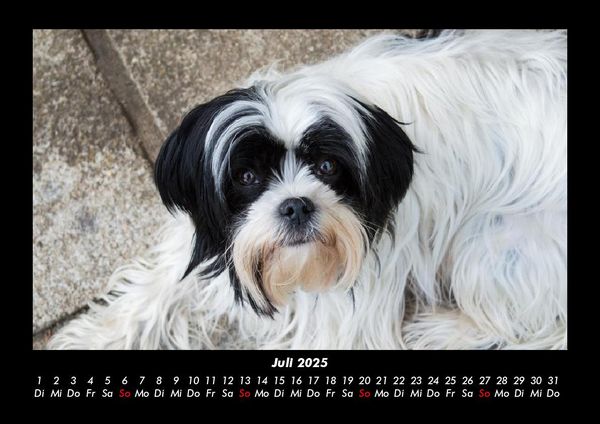 Produktbild: Hundezauber 2025 Fotokalender DIN A3