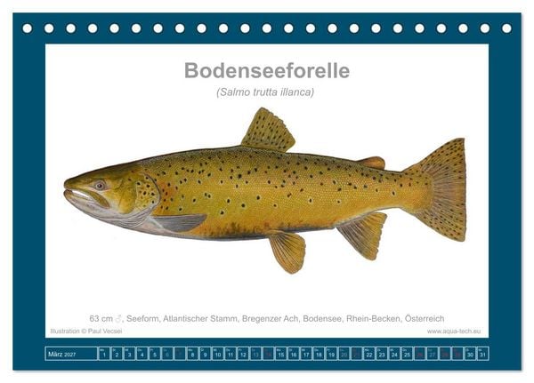 Produktbild: Fisch als Kunst 2027: Seeforellen (Tischkalender 2027 DIN A5 quer), CALVENDO Monatskalender