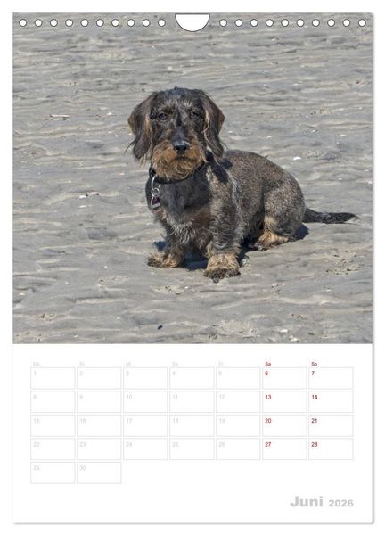 Produktbild: Der Dackel (M)ein treuer Weggef&auml;hrte (Wandkalender 2026 DIN A4 hoch), CALVENDO Monatskalender