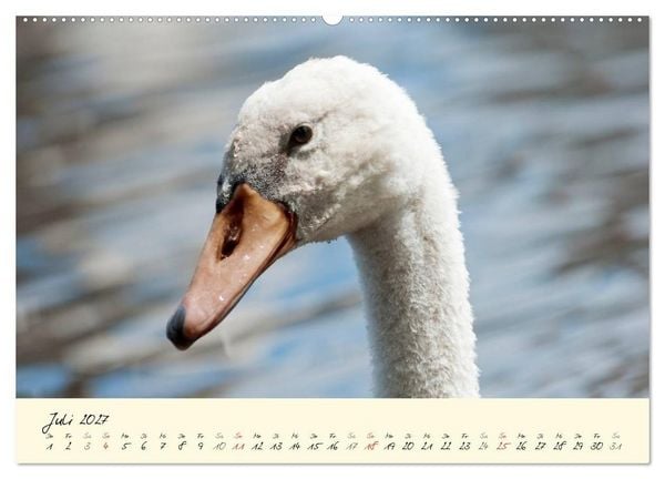 Produktbild: Vom K&uuml;ken zum stolzen Schwan (hochwertiger Premium Wandkalender 2027 DIN A2 quer), Kunstdruck in Hochglanz