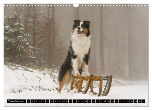 Produktbild: Australian Shepherd - Lebensfreude auf vier Pfoten (Wandkalender 2026 DIN A3 quer), CALVENDO Monatskalender