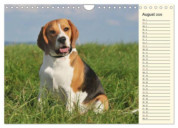 Produktbild: Beagle - Herz auf 4 Pfoten (Wandkalender 2026 DIN A4 quer), CALVENDO Monatskalender