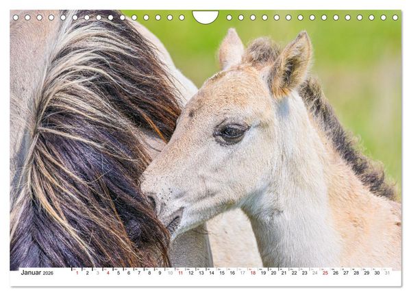 Produktbild: Ein Herz f&uuml;r Wildpferde (Wandkalender 2026 DIN A4 quer), CALVENDO Monatskalender