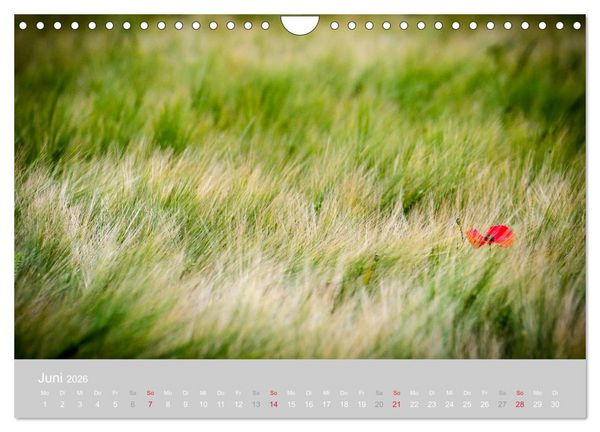 Produktbild: Zauber des Mohns (Wandkalender 2026 DIN A4 quer), CALVENDO Monatskalender