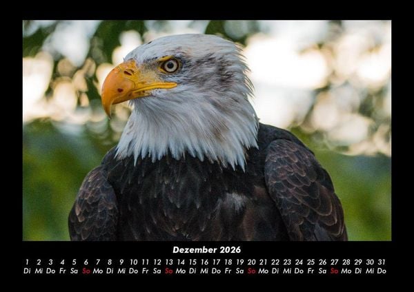 Produktbild: Welt der Tiere 2026 Fotokalender DIN A3