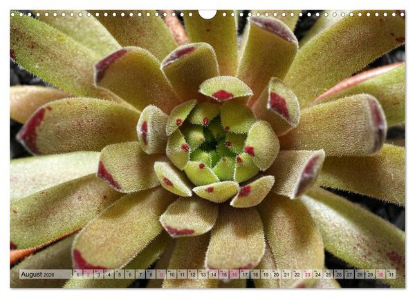 Produktbild: Sempervivum - Hauswurz (Wandkalender 2026 DIN A3 quer), CALVENDO Monatskalender