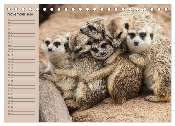 Produktbild: Erdm&auml;nnchen (Tischkalender 2026 DIN A5 quer), CALVENDO Monatskalender