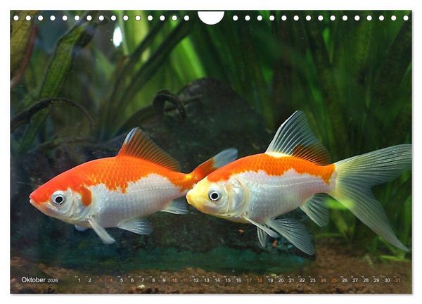 Produktbild: Goldfischportraits (Wandkalender 2026 DIN A4 quer), CALVENDO Monatskalender