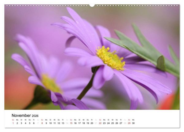 Produktbild: Zarte Natur 2026 (Wandkalender 2026 DIN A2 quer), CALVENDO Monatskalender