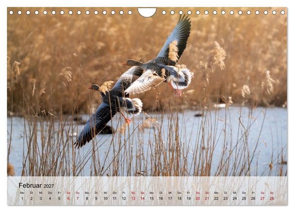 Produktbild: Magische Tiermomente (Wandkalender 2027 DIN A4 quer), CALVENDO Monatskalender
