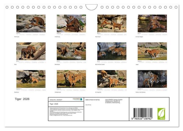 Produktbild: Tiger 2026 (Wandkalender 2026 DIN A4 quer), CALVENDO Monatskalender